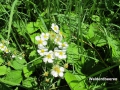 4 - Bllühende Walderdbeeren