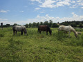 50-Wandertag-Pillnitz-13.06.2026-44