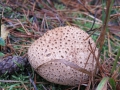 3 Kartoffelbovist