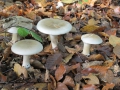 4 unbekannte Pilze